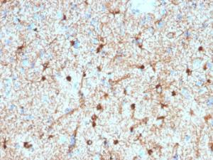 Immunohistochemical analysis of formalin-fixed, paraffin-embedded human cerebellum using Anti-GFAP Antibody [GFAP/2076]