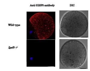 Anti-IGSF8 Antibody