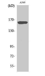 Anti-nNOS Rabbit Polyclonal Antibody