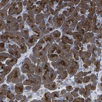 Anti-PHF24 Rabbit Polyclonal Antibody