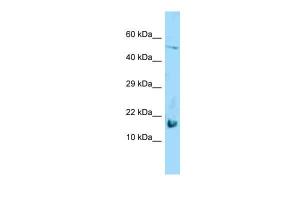 Anti-LGALS7 Rabbit Polyclonal Antibody