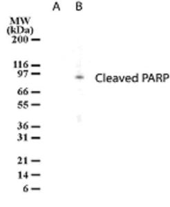 Anti-PARP1 Mouse Monoclonal Antibody [clone: 194C1439]