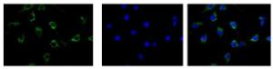 Anti-IGSF8 Antibody