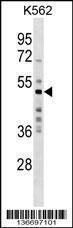 Anti-MKRN2 Rabbit Polyclonal Antibody (APC (Allophycocyanin))