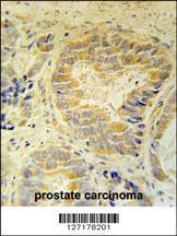 Anti-FAM105B Rabbit Polyclonal Antibody (AP (Alkaline Phosphatase))