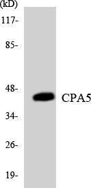 Antibody anti-CPA5 A99450-100 100 µg