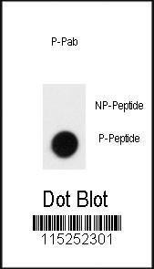 Anti-SLAMF1 Rabbit Polyclonal Antibody (AP (Alkaline Phosphatase))