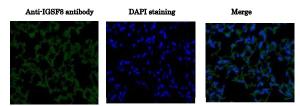 Anti-IGSF8 Antibody