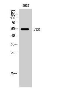 Western blot analysis of 293T cells using Anti-ETS1 Antibody