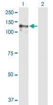 Anti-E4F1 Rabbit Polyclonal Antibody