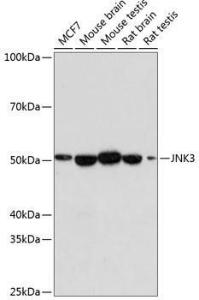 Western blot analysis of extracts of various cell lines, using Anti-JNK3 Antibody [ARC0366] (A309026) at 1:1000 dilution