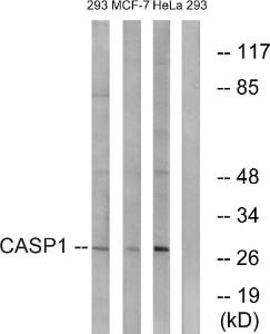 Anti-pro Caspase1 + p10 + p12 Rabbit Polyclonal Antibody