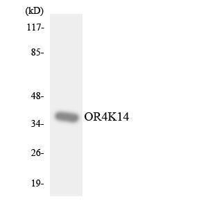 Western blot analysis of the lysates from HepG2 cells using Anti-OR4K14 Antibody