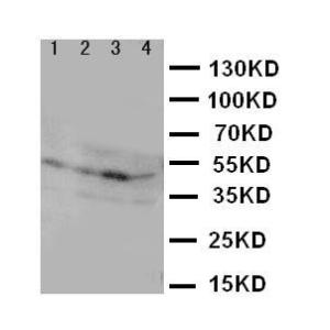 Anti-IL3RA Rabbit Polyclonal Antibody