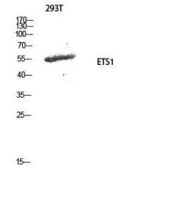 Western blot analysis of 293T cells using Anti-ETS1 Antibody