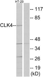 Western blot analysis of lysates from HT-29 cells using Anti-CLK4 Antibody. The right hand lane represents a negative control, where the antibody is blocked by the immunising peptide.