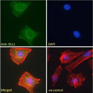 Anti-DLL1 Antibody (A84659) - Immunofluorescence analysis of paraformaldehyde fixed HeLa cells, permeabilized with 0.15% Triton. Primary incubation 1hr (10µg/ml) followed by Alexa Fluor 488 secondary antibody (2µg/ml), showing cytoplasmic/membrane staining.