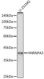 Western blot analysis of extracts of U-251MG cells, using Anti-HNRNPA3 Antibody (A309027) at 1:1000 dilution. The secondary Antibody was Goat Anti-Rabbit IgG H&L Antibody (HRP) at 1:10000 dilution. Lysates/proteins were present at 25 µg per lane