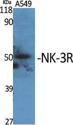 Western blot analysis of various cells using Anti-NK3R Antibody