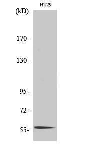 Western blot analysis of various cells using Anti-CLK4 Antibody