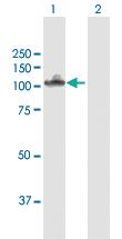 Anti-NLGN4X Rabbit Polyclonal Antibody