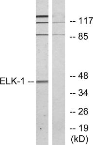 Antibody anti-ELK1 A95371-100 100 µg