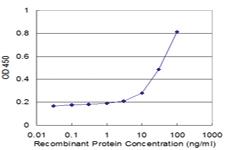 Anti-REC8 Mouse Monoclonal Antibody [clone: 2G3]