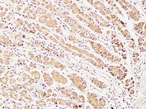 Anti-pro Caspase1 + p10 + p12 Rabbit Polyclonal Antibody