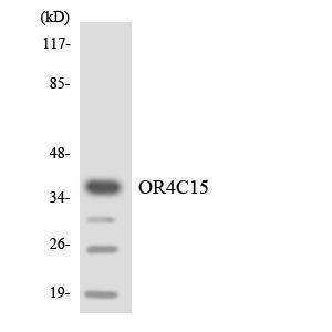 Western blot analysis of the lysates from HeLa cells using Anti-OR4C15 Antibody