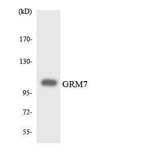 Antibody anti-GRM7 A98110-100 100 µg