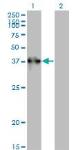 Anti-TEX264 Mouse Monoclonal Antibody [clone: 2A3-1A10]