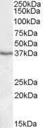 Anti-PON1 Goat Polyclonal Antibody