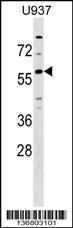 Anti-GPR75 Rabbit Polyclonal Antibody (AP (Alkaline Phosphatase))