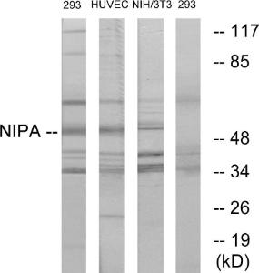 Western blot analysis of lysates from 293/HuvEc/NIH/3T3 using Anti-NIPA Antibody The right hand lane represents a negative control, where the antibody is blocked by the immunising peptide