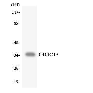 Anti-OR4C13 antibody