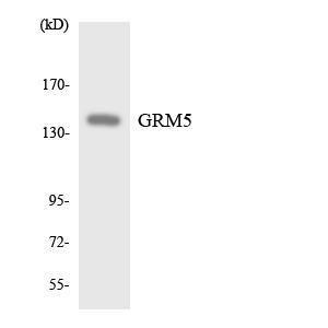 Western blot analysis of the lysates from HeLa cells using Anti-GRM5 Antibody