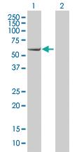 Anti-EBF1 Mouse Monoclonal Antibody [clone: 1G8]