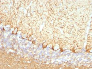 Immunohistochemical analysis of formalin-fixed, paraffin-embedded rat cerebellum using Anti-NF-L Antibody [NFL/736]