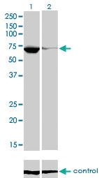 Anti-EBF1 Mouse Monoclonal Antibody [clone: 1G8]