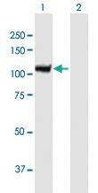 Anti-KDM1A Mouse Polyclonal Antibody