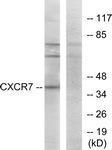 Anti-ACKR3 Rabbit Polyclonal Antibody