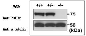 Anti-PDILT antibody