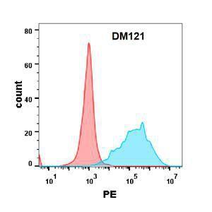 Anti-CEACAM5 antibody