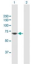 Anti-TAF1B Rabbit Polyclonal Antibody