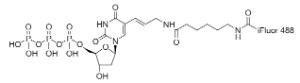 Ifluor/trade 488-dut 17039