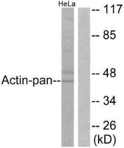 Anti-Actin-pan Rabbit Polyclonal Antibody