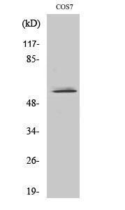 Western blot analysis of various cells using Anti-NIPA Antibody