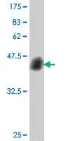 Anti-ATF4 Mouse Polyclonal Antibody