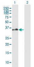 Anti-GPR183 Mouse Polyclonal Antibody