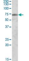 Anti-EXOC7 Goat Polyclonal Antibody